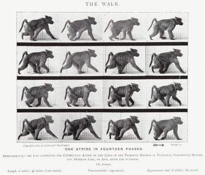 Der Spaziergang von Eadweard Muybridge