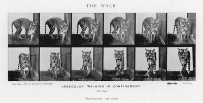 Eadweard Muybridge: Der Gang von Eadweard Muybridge