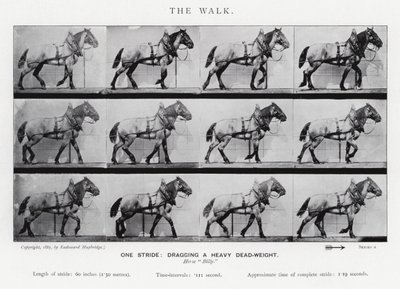 Eadweard Muybridge: Der Gang von Eadweard Muybridge