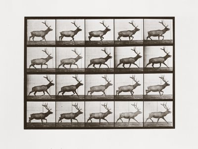 Elch, Tafel 692 aus Animal Locomotion, 1887 von Eadweard Muybridge