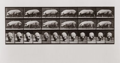 Schwein geht, Platte 673 aus Animal Locomotion von Eadweard Muybridge