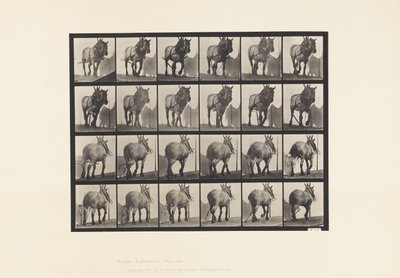 Tafel 564. Ziehen; Gebrochene Zugkette; Dunkelgraues Belgisches Pferd Dusel von Eadweard Muybridge