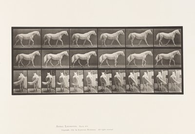 Tafel 576. Gehen; Frei; Hellgraues Pferd Eagle von Eadweard Muybridge