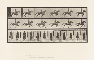 Tafel 592. Schaukelnd (Passgang): Sattel; Braunes Pferd Pronto von Eadweard Muybridge