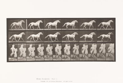 Tafel 596. Trabend; Frei; Hellgraues Pferd Eagle von Eadweard Muybridge