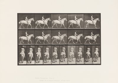 Tafel 603. Trabend; Sattel; Reiten, 43, Breit, Hellgraues Pferd Smith von Eadweard Muybridge