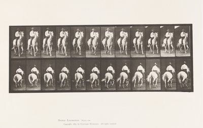 Tafel 604. Trabend; Sattel; Weißes Pferd Elberon von Eadweard Muybridge