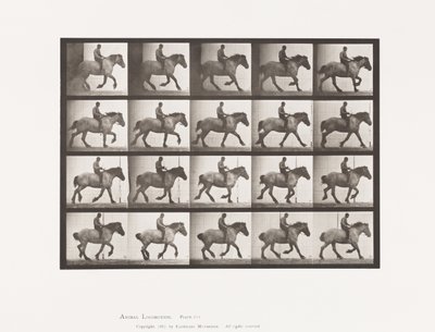 Tafel 615. Kanter: Ohne Sattel; Dunkelgraues Belgisches Pferd Hansel von Eadweard Muybridge