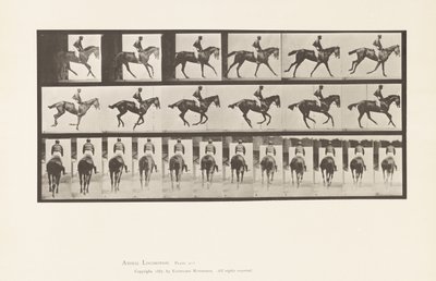 Tafel 620. Kanter; Sattel; Vollblut Braune Stute Annie 6 von Eadweard Muybridge