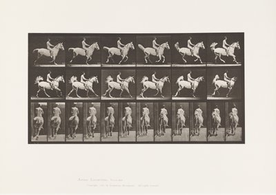 Tafel 622. Galopp; Sattel; Reiter, 43, Nackt; graues Pferd Smith, 1885 von Eadweard Muybridge