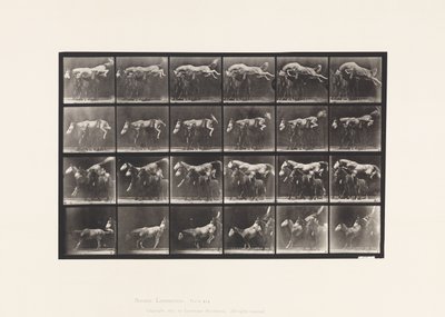 Platte 648. Über drei Pferde springen; A,B; Kastanienbraunes Pferd Hornet von Eadweard Muybridge