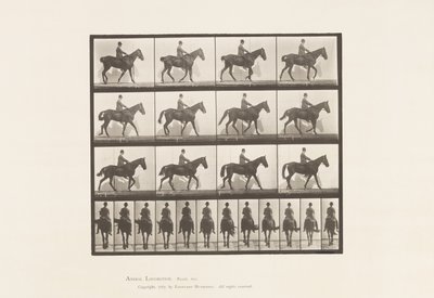 Tafel 655. Gehend; Sattel; Spat, rechtes Hinterbein; Pferd von Eadweard Muybridge
