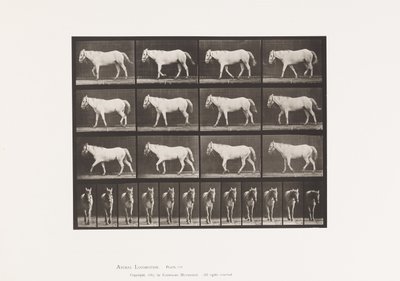 Tafel 656. Gehend; Frei; Verknöcherung des Knorpels von Eadweard Muybridge