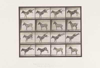 Tafel 658. Maultier; A, tritt; B, tritt Ruth von Eadweard Muybridge