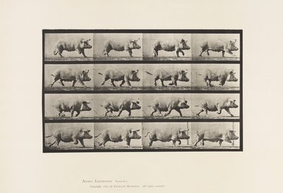 Tafel 675. Sau; Trabend von Eadweard Muybridge