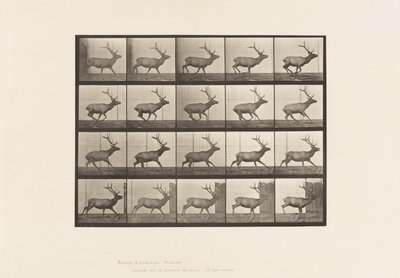 Tafel 693. Elch, Galoppieren von Eadweard Muybridge
