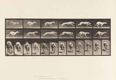 Tafel 710. Hund; Galoppierend; Weißer Rennhund Maggie von Eadweard Muybridge