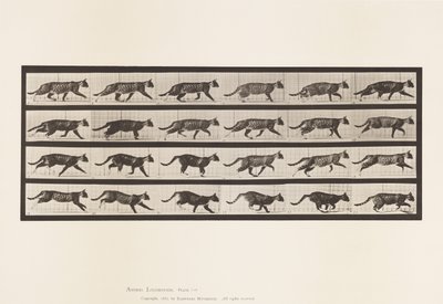 Tafel 718. Katze; Traben; Wechsel zum Galoppieren von Eadweard Muybridge