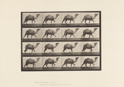 Tafel 736. Ägyptischer Kamel; Trabend von Eadweard Muybridge
