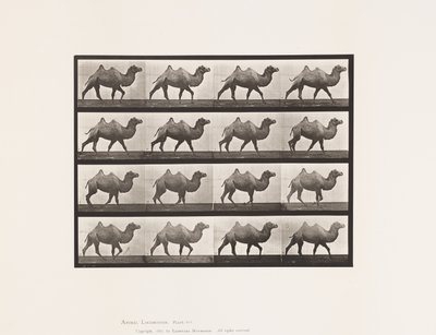 Tafel 737. Baktrischer Kamel; Gehend von Eadweard Muybridge