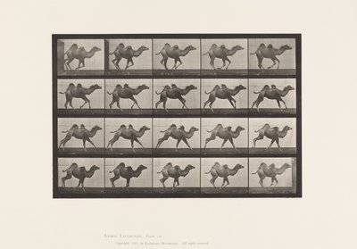 Platte 740. Baktrisches Kamel; (Jung), Galoppieren von Eadweard Muybridge