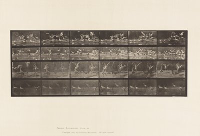 Tafel 777. Störche; usw., A, B, C, D von Eadweard Muybridge