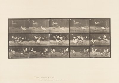 Tafel 778. Störche; usw., A, B, C von Eadweard Muybridge