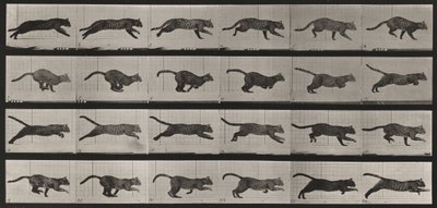 Tafel Nummer 720. Katze; galoppierend von Eadweard Muybridge