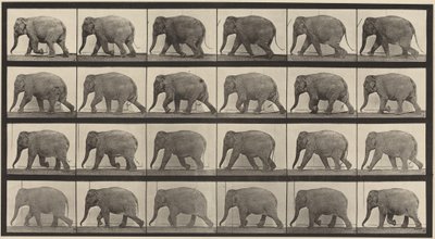 Tafel Nummer 733. Gehender Elefant von Eadweard Muybridge