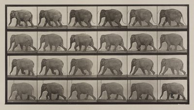 Tafel Nummer 733. Elefant im Gehen von Eadweard Muybridge