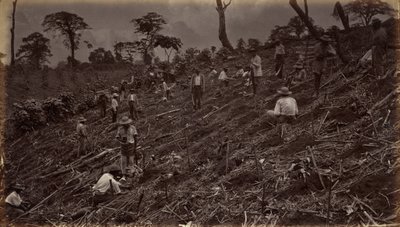 Anlage einer Kaffeeplantage in Antigua Guatemala von Eadweard Muybridge