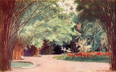 Ein Bambushain, Botanischer Garten von Edgar L. Pattison