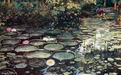 Victoria Regia von Edgar L. Pattison