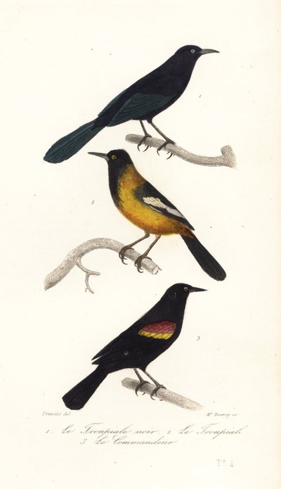 Großer Antillen-Grackel, Audubons Pirol und Rotflügel-Schwarzvogel von Edouard (after) Travies