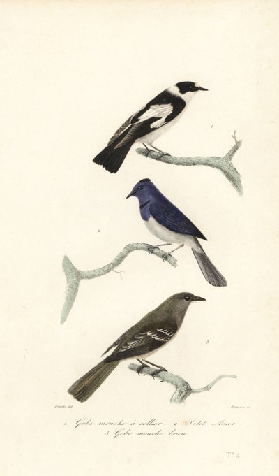 Trauerschnäpper, Blau- und Weißschnäpper und Neuseelandfächerschwanz von Edouard (after) Travies