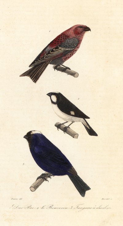 Fichtengimpel, Liniensperling und Diademtangare von Edouard (after) Travies