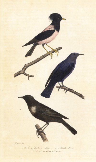Ringdrossel, Blausteindrossel und Rosenstar von Edouard (after) Travies