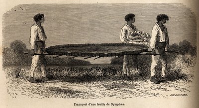 Transport eines Blattes und einer Blume der Nymphea vom Lake Nuna (Peru), Exemplar im Herbarium von P. Marcoy. Zeichnung von Riou, zur Illustration der Reise vom Pazifik zum Atlantik von Edouard Riou