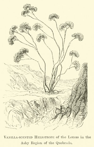 Vanilleduftender Heliotrop der Lomas in der aschigen Region der Quebrada von Edouard Riou