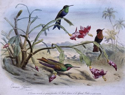 Fliegende Vögel: Gabelschwanzfliegervogel, Topasrubin und großer Rubin - Zeichnung von E. Travies von Edouard Travies