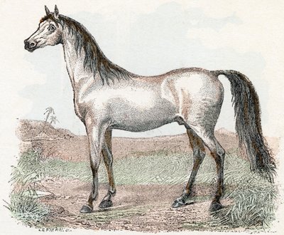 Pferd - „Alphabet illustriert Tiere“ 19. Jahrhundert von Edouard Travies