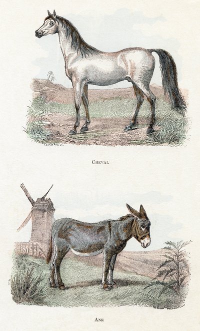 Pferd und Esel - „Alphabet illustriert Tiere“ 19. Jahrhundert von Edouard Travies