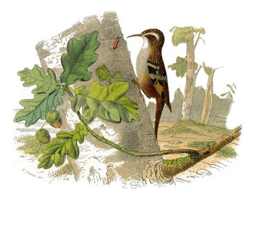 Zoologische Tafel, die dentirostre Sperlingsvögel darstellt von Edouard Travies