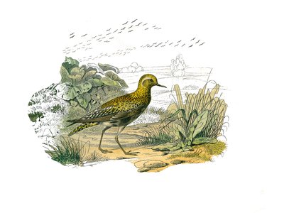 Zoologische Tafel: Langschnabelvögel. Der Goldregenpfeifer. Tafel aus den neun Bänden über Vögel in „Gesammelte Werke von Buffon“ von Georges Louis Leclerc, Graf von Buffon von Edouard Travies