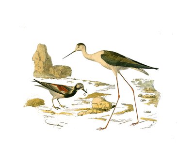 Naturgeschichtstafel: Zoologische Tafel, die langnasige Watvögel darstellt: der Steinwender und der Säbelschnäbler. Tafel aus den neun Bänden über Vögel in „Gesammelte Werke von Buffon“ von Naturforscher Georges Louis Leclerc von Edouard Travies