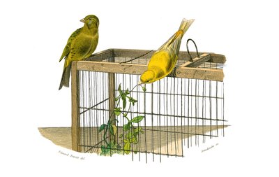 Naturgeschichtstafel: Zoologische Tafel, die koniroströse Sperlingsvögel (konischer Schnabel) darstellt. Die Kanarienvögel. Tafel aus den neun Bänden über Vögel in „Gesammelte Werke von Buffon“ geschrieben von dem Naturforscher Georges Louis Leclerc, Gra von Edouard Travies