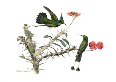 Zoologische Tafel: Körnerfresser. Der Wiedehopf-Fliegenvogel und der Schneeschuh-Fliegenvogel. Tafel aus den neun Bänden über Vögel in „Gesammelte Werke von Buffon“ von Georges Louis Leclerc, Graf von Buffon von Edouard Travies