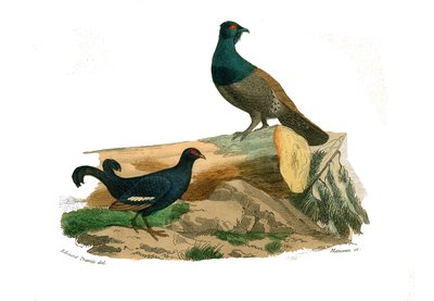 Naturgeschichte Tafel: Zoologische Tafel, die Hühnervögel darstellt: Gabelschwanz-Tetras und Tetras. Tafel aus den neun Bänden über Vögel in „Gesammelte Werke von Buffon“ von Georges Louis Leclerc, Graf von Buffon (1707-1788) von Edouard Travies