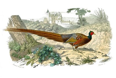 Zoologische Tafel: Hühnervögel. Fasan. Tafel aus den neun Bänden über Vögel in „Gesammelte Werke von Buffon“ von Georges Louis Leclerc, Graf von Buffon (1707-1788) von Edouard Travies