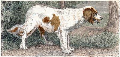Spaniel (Hund) - „Alphabet illustriert Tiere“ 19. Jahrhundert (Gravur) von Edouard Travies